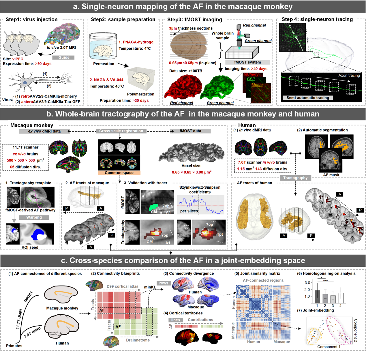 从单神经元到全脑连接组：弓状束跨尺度建模与进化比较研究