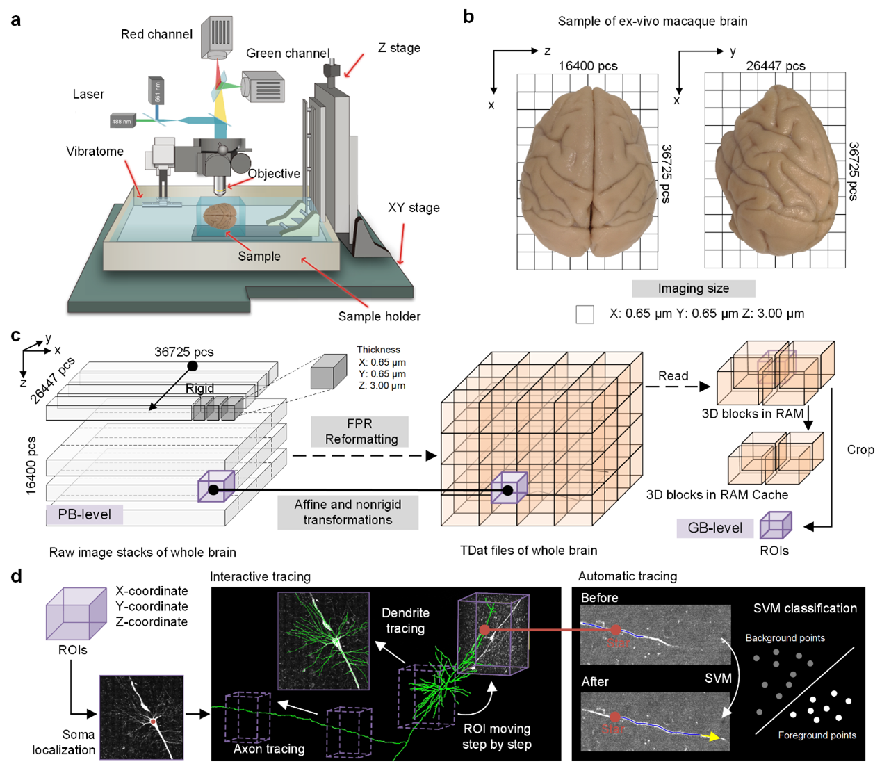 猕猴全脑fMOST成像及单神经元投射示踪技术流程